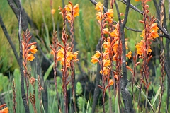 0993-Reis Zuid-Afrika2007